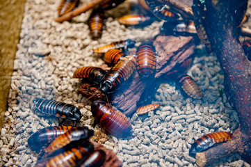 Madagascar hissing cockroach in a glass box. Filmed at a pet store.