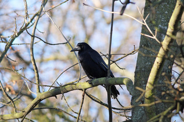 rook sitting on the branch of a tree