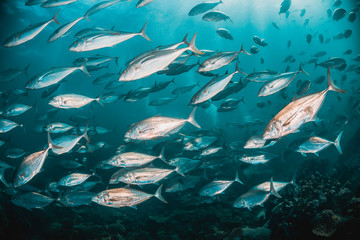 Schools of fish swimming together in deep blue water, with sun rays shining through the surface