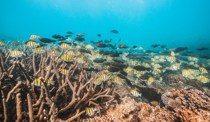 Fototapeta na wymiar Colorful reef fish swimming among colorful coral reef