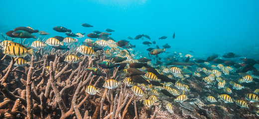 Fototapeta na wymiar Colorful reef fish swimming among colorful coral reef