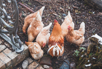 A free range ginger rooster and hens digging in a rural garden.