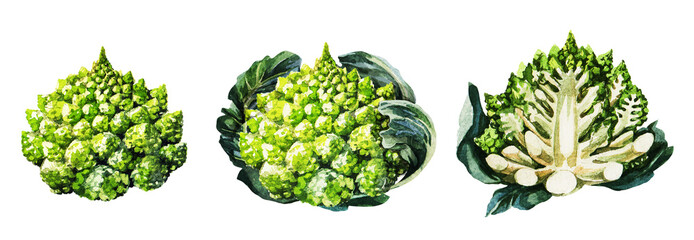 Cabbage romanesco set. Hand drawing watercolor on white background. Can be used for decoration of cards, stickers, encyclopedias, menus.