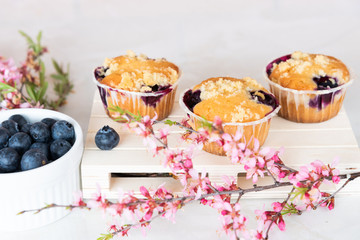 Delicious fresh muffins with blueberries. Close-up. Spring light still life with sprigs of pink flowers. Beautiful screensaver of sweet food.