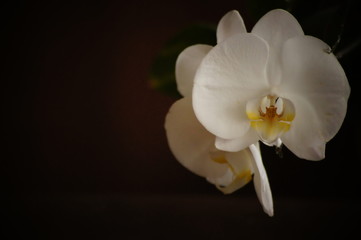 Fototapeta na wymiar White orchids on the dark background.