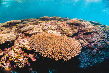 Naklejka na ściany i meble Colorful coral reef formations in clear blue ocean