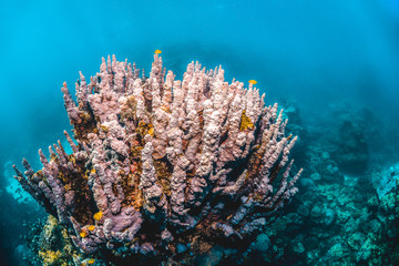 Naklejka na ściany i meble Colorful coral reef underwater scene