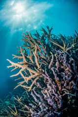 Fototapeta na wymiar Colorful coral reef underwater scene
