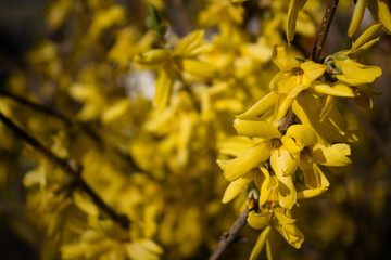 żółte kwiaty krzewu forsycji