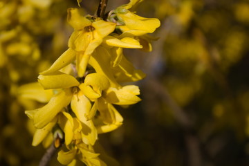 żółte kwiaty krzewu forsycji © Joanna