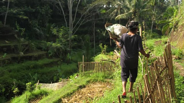 Farm worker walking on grass path near Tegalalang rice terraces in Ubud, Bali, Indonesia.