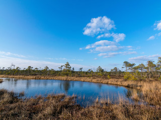 wonderful bog landscape, beautiful bog lakes, pines, bog grass and moss.