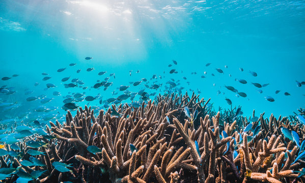 Colorful coral reef underwater scene