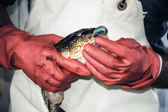 Gita di pesca turismo nel Golfo di Orosei, dettagli durante le vari fare del ritiro reti. 