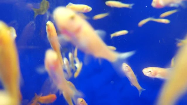 Moion of aquarium fish swimming in a freshwater fish tank
