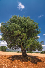 View of centuries-old olive trees, in the Apulian countryside in Italy.