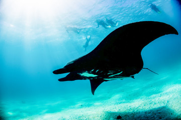 Manta ray swimming in the wild with snorkelers swimming alongside