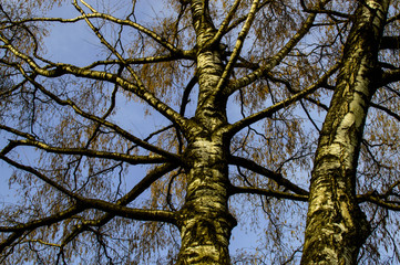 Obraz premium A picture of a park in a Mountain contest