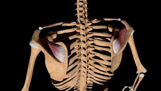 Supraspinatus Muscles on Skeleton