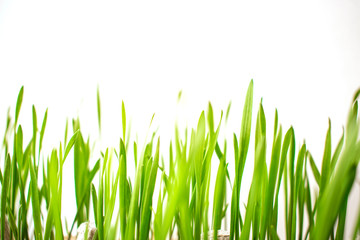 Fototapeta na wymiar Green grass on a white background