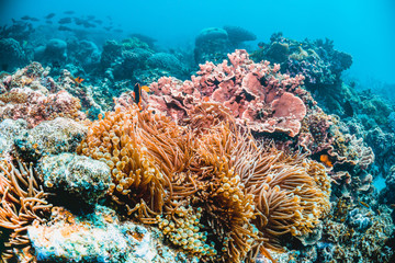 Naklejka na ściany i meble Colorful coral reef underwater scene