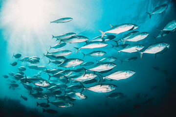 Fototapeta na wymiar Schools of fish swimming together in deep blue water, with sun rays shining through the surface