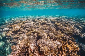 Colorful coral reef underwater scene