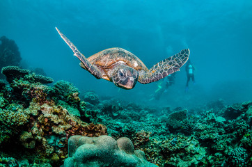 Obraz na płótnie Canvas Green turtle swimming over coral reef with divers in the background