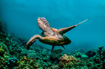 Obraz na płótnie Canvas Green sea turtle swimming around colorful coral reef formations in the wild