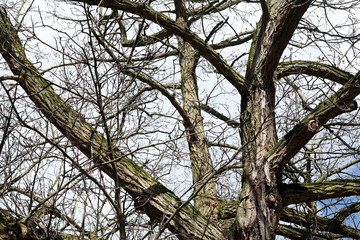 Kahler Baum mit Ästen im Winter
