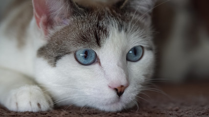 Fototapeta na wymiar A blue-eyed beautiful domestic cat is looking at a toy in order to hunt. An adult cat connected the organs of vision, hearing and smell.