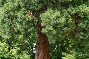 Baumstamm und Nadeln des Riesen-Mammutbaumes, Sequoiadendron giganteum