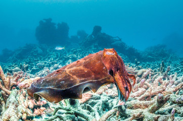 Cuttlefish swimming over the sandy sea floor