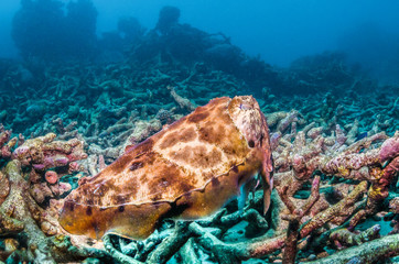 Cuttlefish swimming over the sandy sea floor