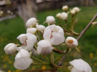 buds of a white magnolia