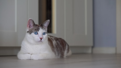 A blue-eyed beautiful domestic cat is looking at a toy in order to hunt. An adult cat lies in an apartment on the floor. A healthy, cute kitten uses its sense of smell, hearing, and vision.