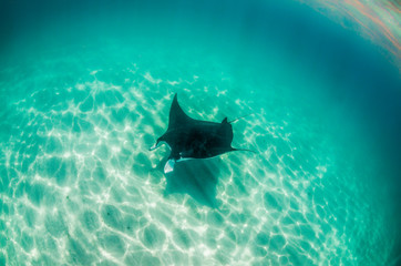 Manta Ray swimming in the wild in clear turquoise water