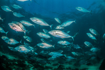 Schooling pelagic fish swimming together in deep blue water