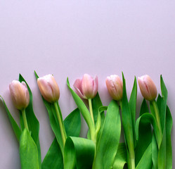 Pink tulips on the pink background. Flat lay, top view. Valentines background. card