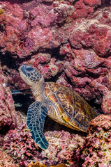 Obraz premium Green sea turtle swimming around colorful coral reef formations in the wild