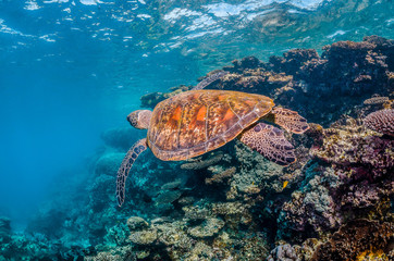 Fototapeta na wymiar Green sea turtle swimming around colorful coral reef formations in the wild
