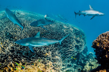 Grey reef sharks swimming over coral reef