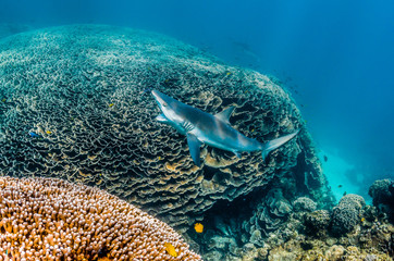 Grey reef shark swimming over coral reef cleaning station with its mouth open