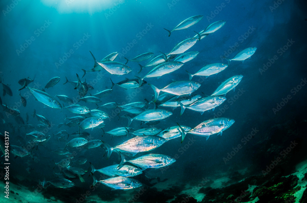 Wall mural schooling pelagic fish swimming together in deep blue water