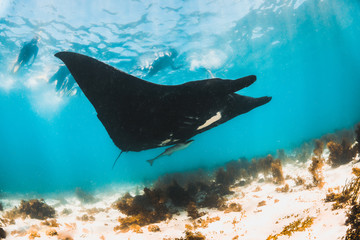 Black manta ray swimming in the wild with snorkelers swimming alongside