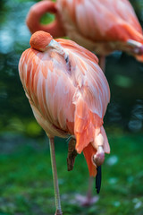Fototapeta na wymiar Flamingo in a park, in Europe