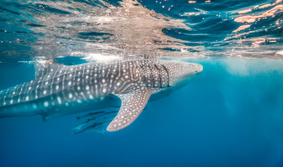 Whale shark swimming in the wild in clear blue water