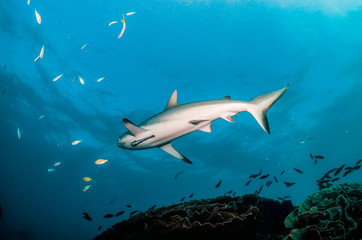 Obraz na płótnie Canvas Grey reef shark swimming peacefully over a coral reef