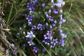 Mountain Purple blue flowers in the garden