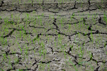 Green paddy seedlings in dry soil condition.Arid conditions in Thailand.